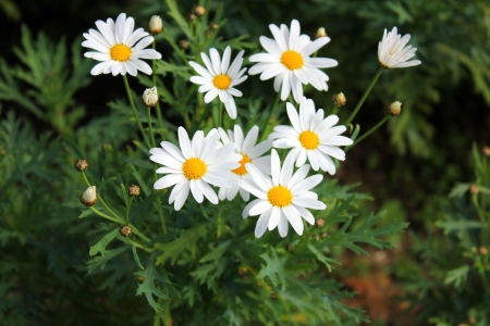 the thailand beautiful flower in gardenの写真素材