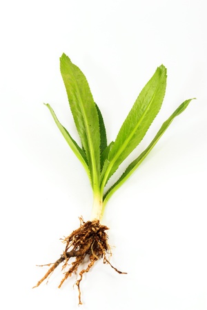 Thai parsley on white backgroundの写真素材