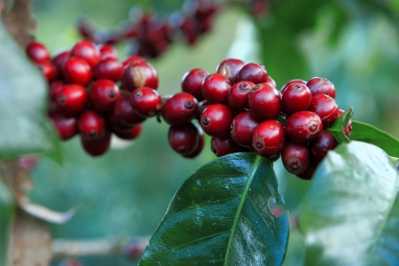 A coffee tree in the gardenの写真素材
