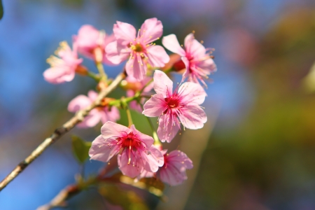 flower spring blossoms with blue skyの写真素材