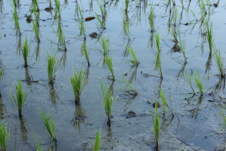field rice of  thailandの写真素材