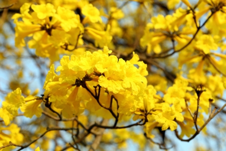 Yellow flower blossom on tree