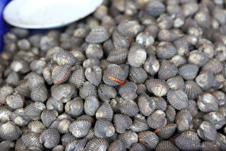 Cockle shell for cooking in market