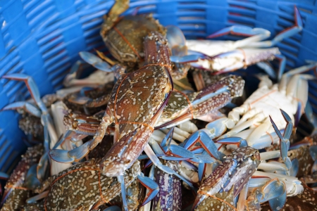 horse crab for cookingの写真素材