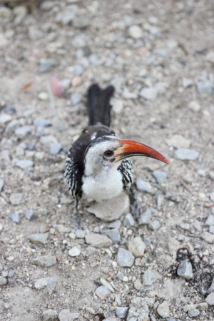 bird in thailand zoo