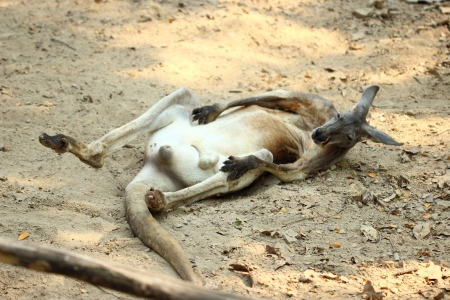 kangaroo in thailand zooの写真素材