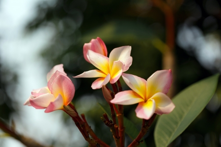 Plumeria frangipani flower in the park の写真素材