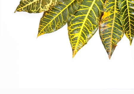 green and yellow leaves on white background 