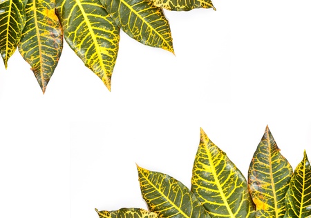 green and yellow leaves on white background 