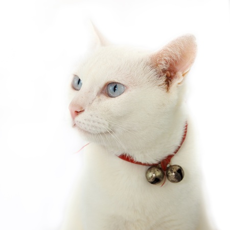 Thai white cat on isolate back groundの写真素材