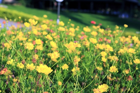 beautiful yellow flower spring blossoms in garden の写真素材