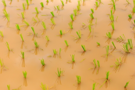 rice sprouts plant in thailandの写真素材