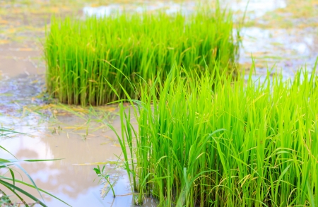 rice sprouts plant in thailandの写真素材