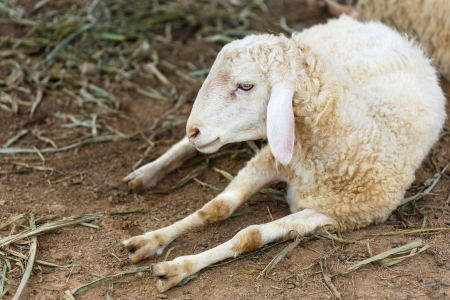 sheep in fram meadowの写真素材