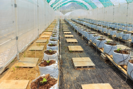 nursery water melon plant on green houseの写真素材