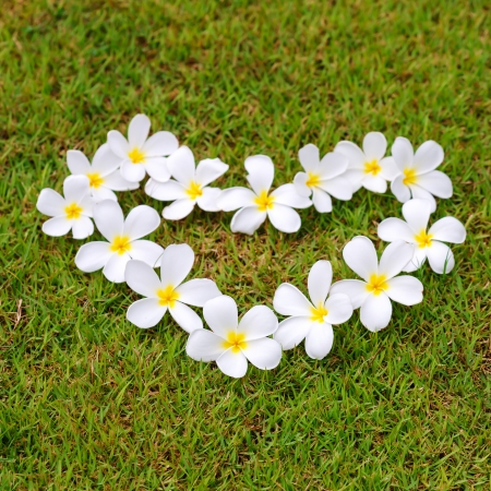 white frangipani on green grass の写真素材