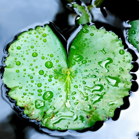 Drop of water on lotus leaf の写真素材