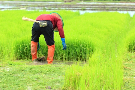 farmer working rice plant  in farm of Thailand の写真素材