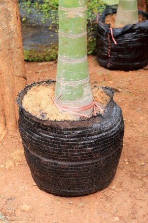 tree planting for gardenの写真素材