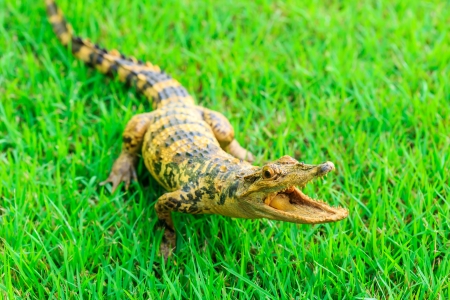Young Crocodile on green grassの写真素材
