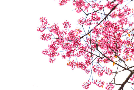 Wild Himalayan Cherry spring blossom の写真素材