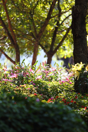Beautiful flower spring blossom in the garden の写真素材