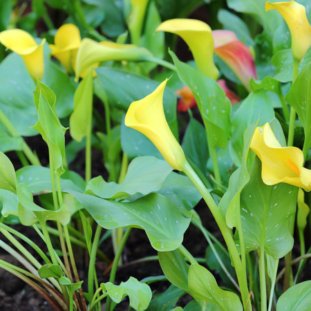 calla lily flower blossomの写真素材
