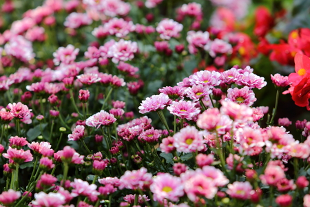 beautiful blossom springの写真素材