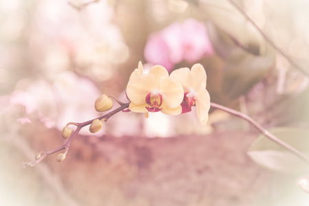 Orchid flower soft focus backgroundの写真素材