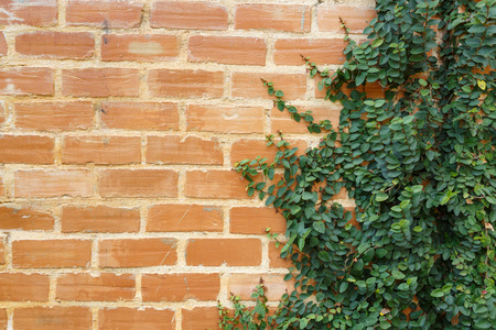 Leaf on brick wall background