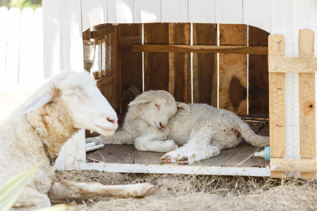 little sheep with motherの写真素材