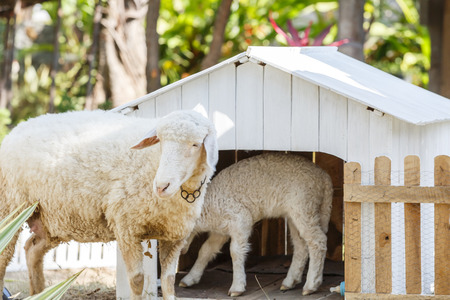 White Sheep in farmの写真素材