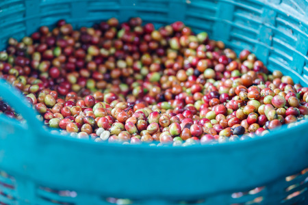Coffee bean raw