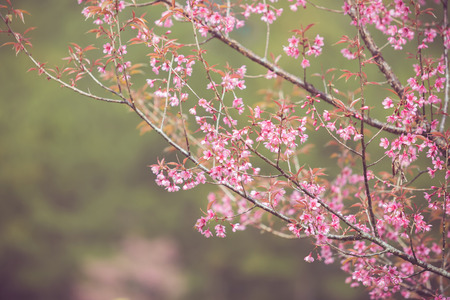 Wild Himalayan Cherry spring blossom