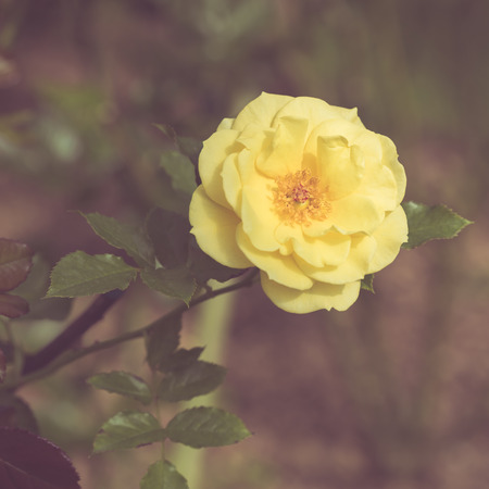 Beautiful rose flower in the garden retro color toneの写真素材
