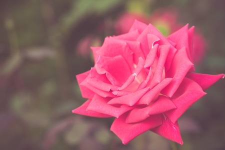 Beautiful rose flower in the garden retro color toneの写真素材