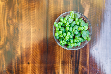 Little tree on tableの写真素材