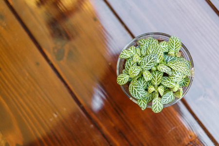 Little tree on tableの写真素材