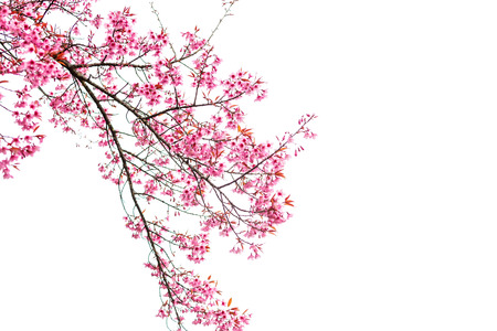 Wild Himalayan Cherry spring blossom on white backgroundの写真素材