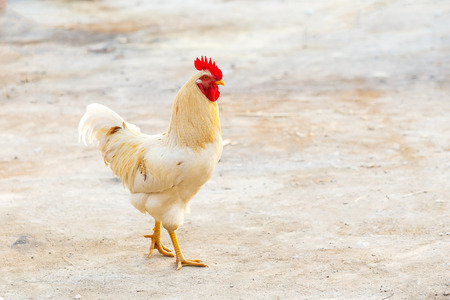 white bantamの写真素材