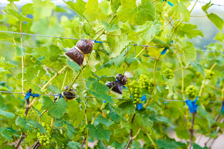 branch young grapes on vine in vineyardの写真素材