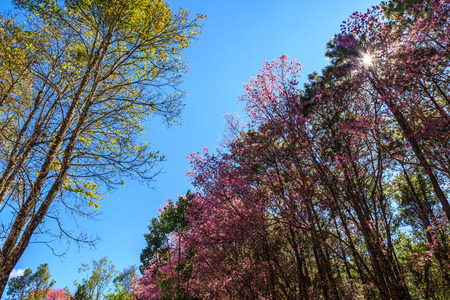 Wild Himalayan Cherry spring blossom