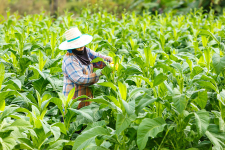 Thai woman put Insecticide and fertilizer in tobacco plantの写真素材