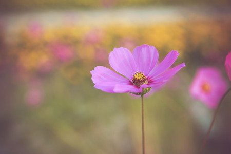 Colorful little flower blossom in garden with vintage retro toneの写真素材