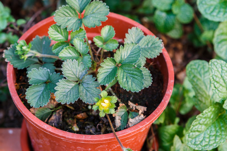 Young strawberryの写真素材