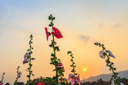 hollyhock flower garden with sunset skyの写真素材