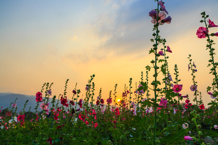 hollyhock flower garden with sunset skyの写真素材