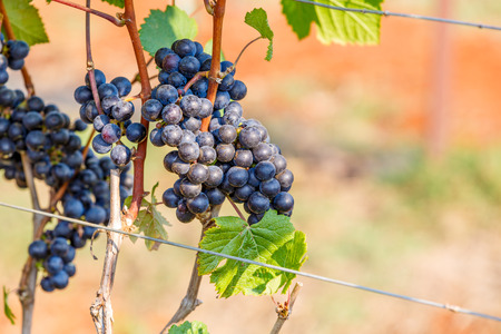 branch young grapes on vine in vineyardの写真素材