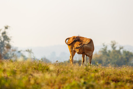 cow eat grass in the fieldの写真素材