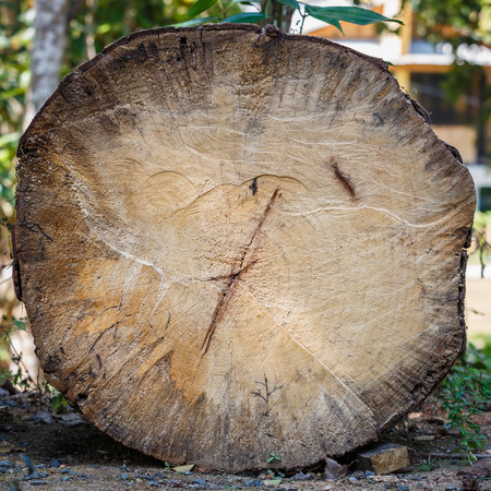 log surface texture backgroundの写真素材